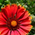 Gaillardia pulchella Ã¢â¬â Firewheel Flower Macro Royalty Free Stock Photo